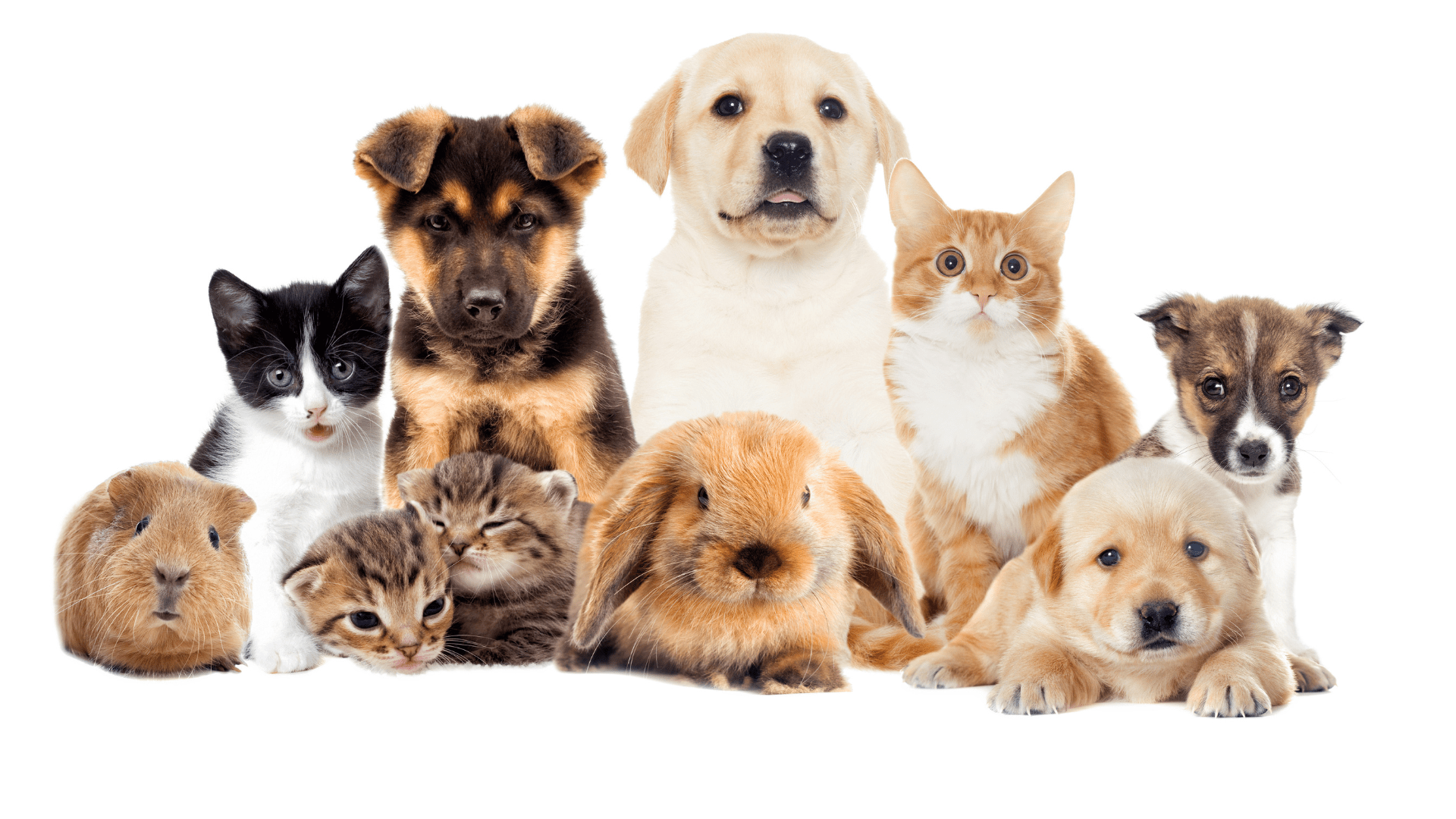 Collection Animaux | Cadeaux et Accessoires Personnalisés pour Chiens, Chats et Compagnons